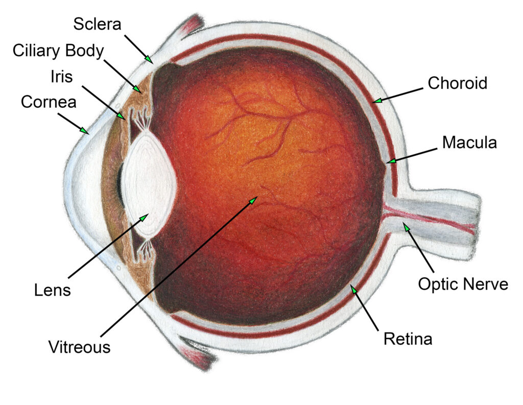 Ozempic and Eye Problems - Scott E. Pautler, M.D. TampaScott E. Pautler ...